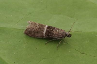 <i>Elegia atrifasciella</i>