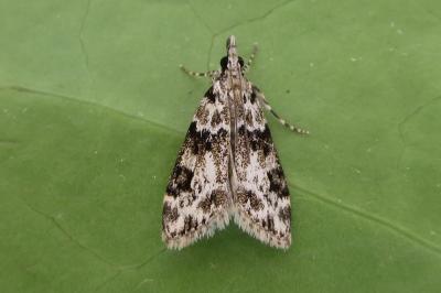 <i>Eudonia delunella</i>