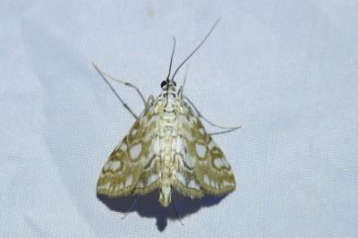 <i>Elophila nymphaeata</i>