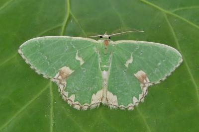 <i>Comibaena bajularia</i>