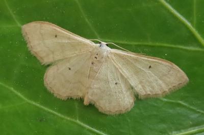 <i>Idaea straminata</i>