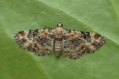 <i>Eupithecia pulchellata</i>