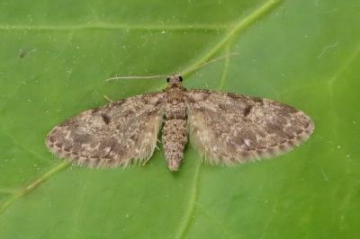 <i>Eupithecia tantillaria</i>