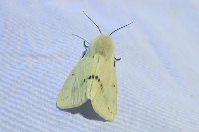 <i>Spilarctia lutea</i>