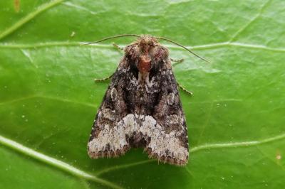 <i>Oligia strigilis</i>