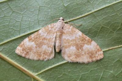 <i>Perizoma flavofasciata</i>