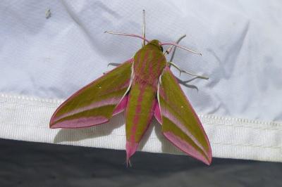 <i>Deilephila elpenor</i>
