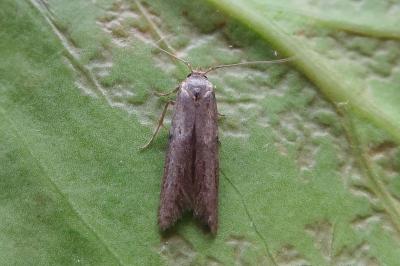<i>Blastobasis phycidella</i>