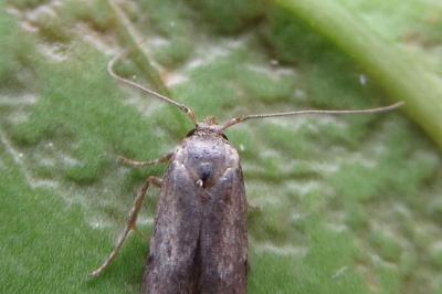 <i>Blastobasis phycidella</i>