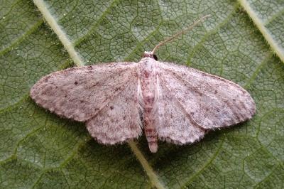 <i>Idaea seriata</i>