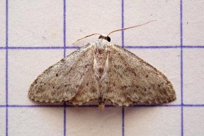 <i>Idaea seriata</i>