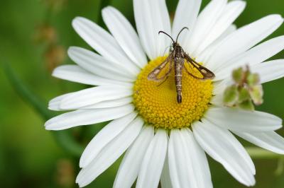 <i>Pyropteron meriaeforme</i>