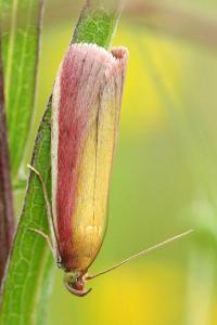 <i>Oncocera semirubella</i>