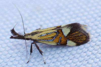 <i>Alabonia geoffrella</i>