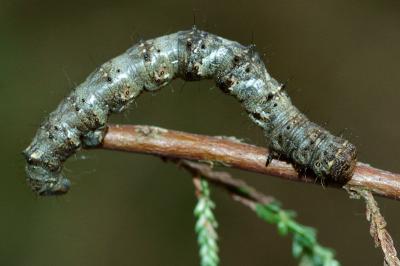 <i>Apocheima hispidaria</i>