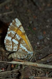 <i>Bupalus piniaria</i>
