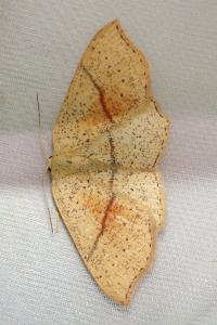 <i>Cyclophora punctaria</i>