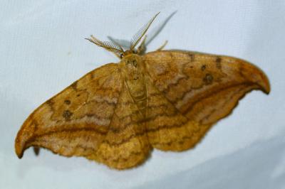 <i>Drepana curvatula</i>