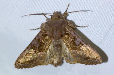 <i>Euplexia lucipara</i>