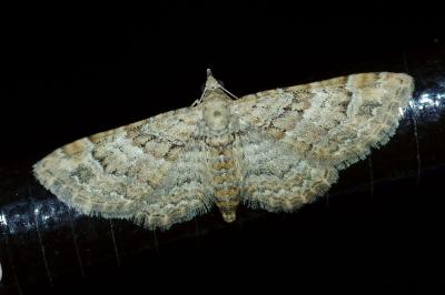 <i>Gymnoscelis rufifasciata</i>
