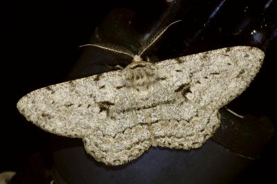 <i>Hypomecis roboraria</i>