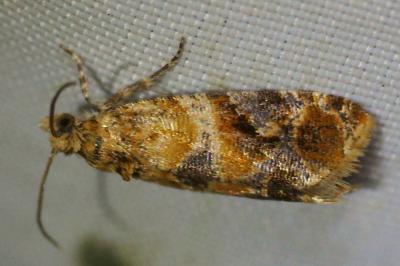 <i>Lobesia reliquana</i>