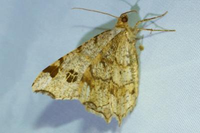 <i>Macaria notata</i>