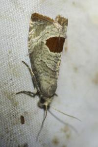 <i>Notocelia uddmanniana</i>