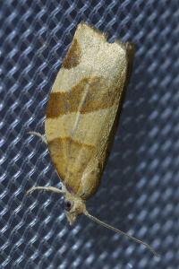 <i>Pandemis cerasana</i>