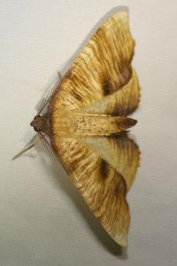 <i>Plagodis dolabraria</i>