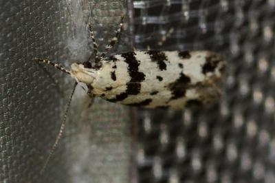 <i>Pseudotelphusa scalella</i>