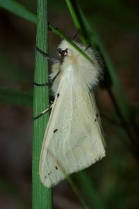 <i>Spilarctia lutea</i>