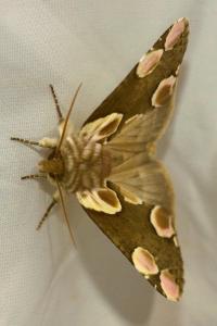 <i>Thyatira batis</i>
