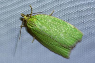 <i>Tortrix viridana</i>