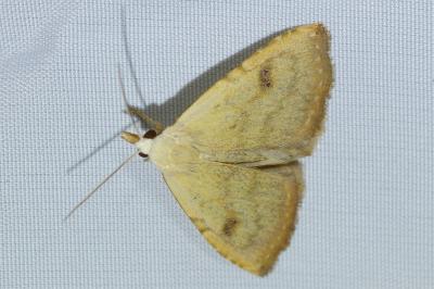 <i>Rivula sericealis</i>