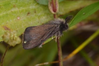 <i>Canephora hirsuta</i>