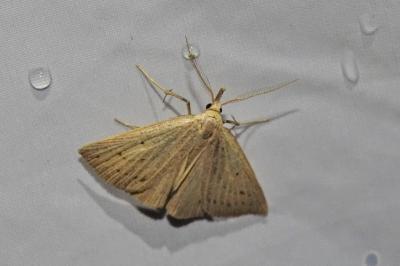 <i>Macrochilo cribrumalis</i>