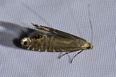 <i>Glyphipterix thrasonella</i>