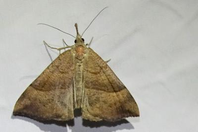 <i>Hypena proboscidalis</i>