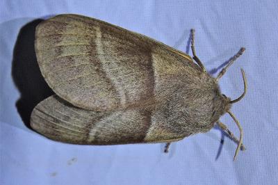 <i>Macrothylacia rubi</i>