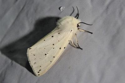 <i>Spilosoma lubricipeda</i>