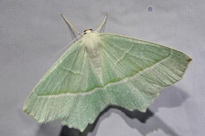 <i>Campaea margaritaria</i>
