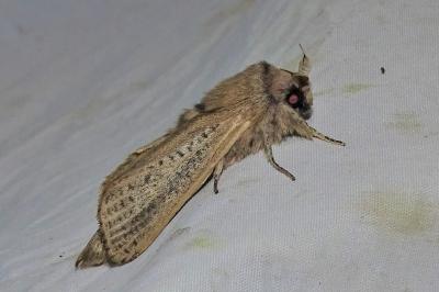 <i>Phragmataecia castaneae</i>