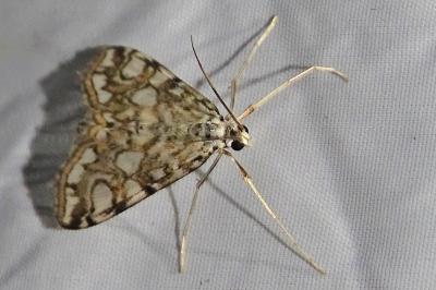 <i>Elophila nymphaeata</i>