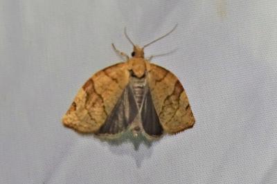 <i>Pandemis cerasana</i>