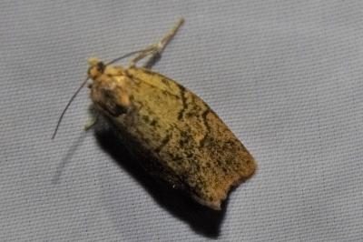 <i>Ptycholoma lecheana</i>