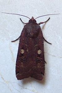 <i>Noctua pronuba</i>