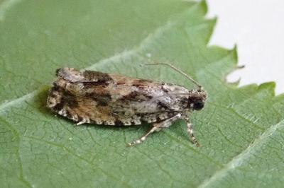 <i>Zeiraphera isertana</i>
