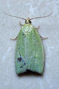 <i>Tortrix viridana</i>