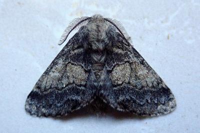 <i>Gluphisia crenata</i>
